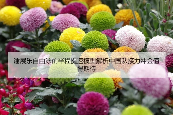 潘展乐自由泳前半程提速模型解析中国队接力冲金值得期待